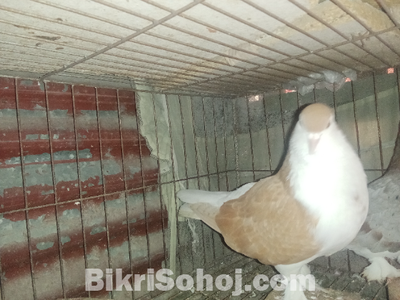 সিরাজী কবুতর